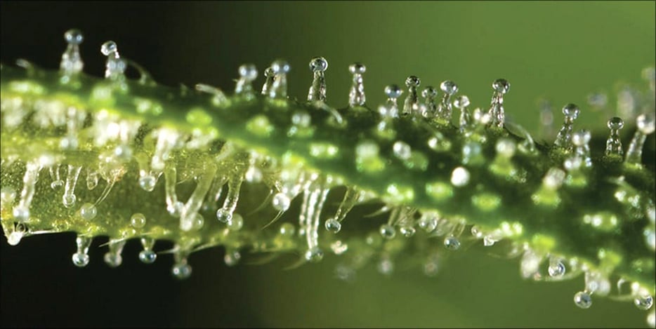 Stages of Trichome Development