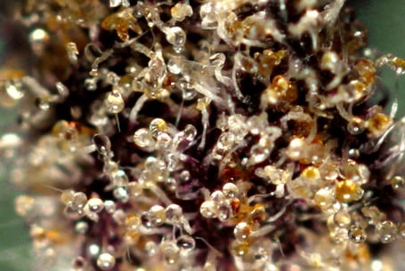 Stages of Trichome Development